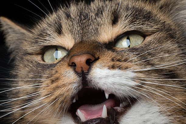 istock close-up portrait meowing cat 487271791