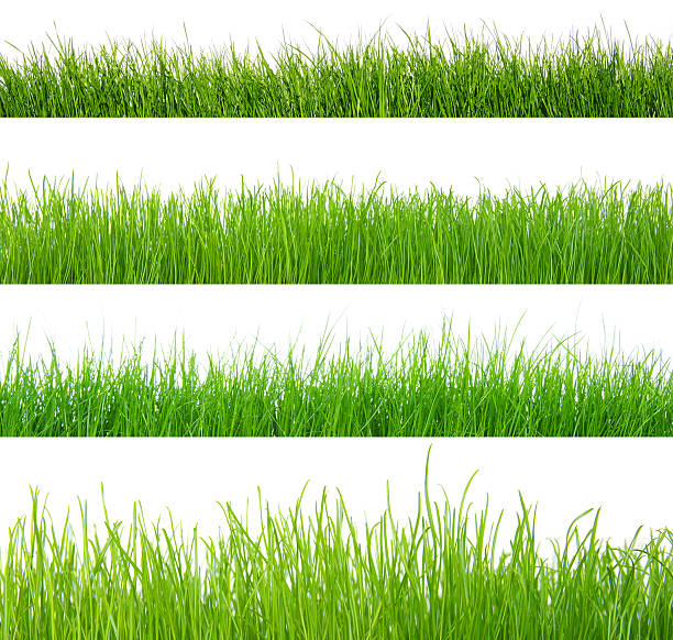 istock set of green grass 487272211