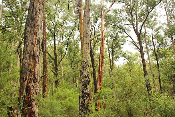 istock The rainforest along the Great Ocean Road 487272361
