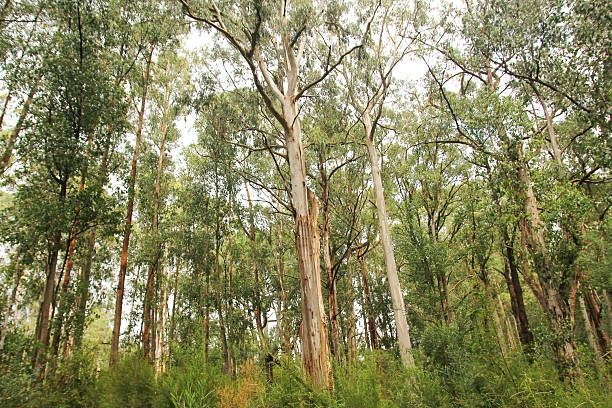 istock The rainforest along the Great Ocean Road 487272363