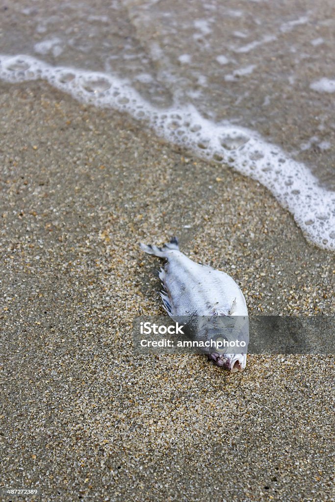 Tod Fisch am Strand - Lizenzfrei Aas Stock-Foto