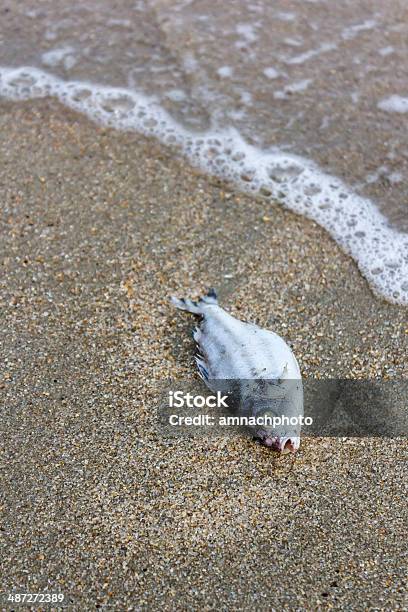 Tod Fisch Am Strand Stockfoto und mehr Bilder von Aas - Aas, Alge, Atemlos