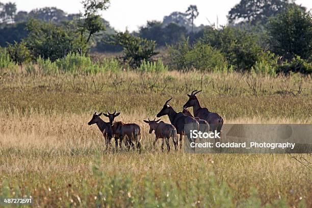 Botswana Group Of Topi In The Okavango Delta Stock Photo - Download Image Now - Africa, Antelope, Botswana