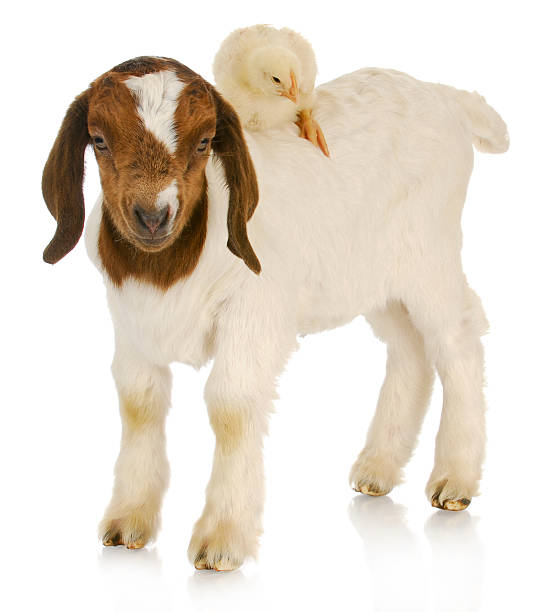 istock baby farm animals 487272749