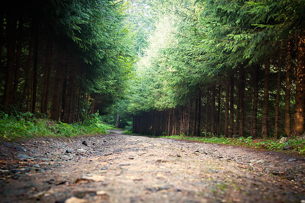 istock long road in a wood 487273952