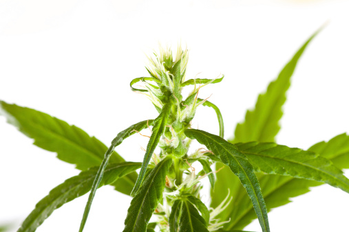 Marijuana bud, isolated on white background