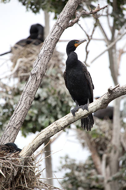 doppelte ohrenscharbe in tree - crested cormorant stock-fotos und bilder