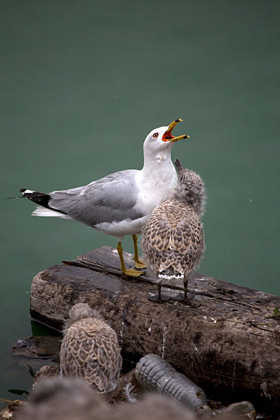 istock Mother and Baby Seagulls 487274204