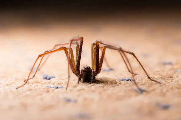 Photo of Backlit shot of a large House Spider.