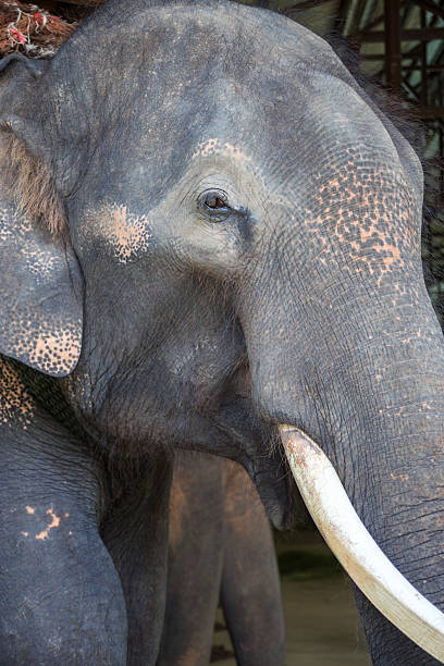 istock Asian elephants at Thai Elephant Conservation Center 487274288