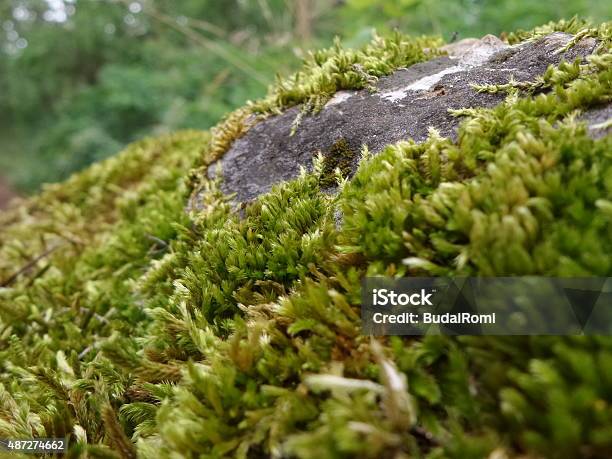 Pine Mountain Moss Blanket Stock Photo - Download Image Now - Blanket,  Color Image, Footpath - iStock