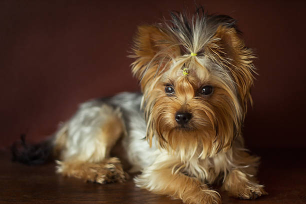 istock Yorkshire terrier with braided ponytail on  head lying 487274774
