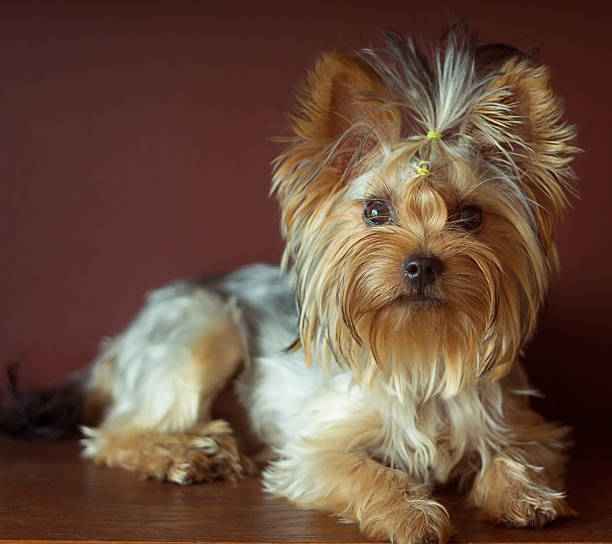 istock Yorkshire terrier with braided ponytail on head lying. square crop 487274826