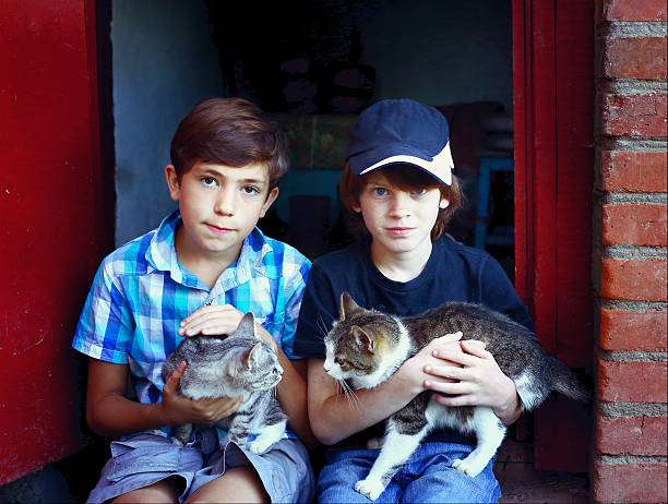 little toddler boy holding british shorthair cat in hands domestic animal