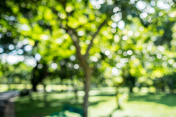 istock Blur green leaves and tree with bokeh, abstract background textu 487275118