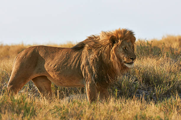 istock lion  in the savannah 487276255