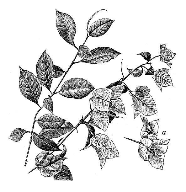 앤틱형 일러스트 부겐빌레아속 - bougainvillea stock illustrations