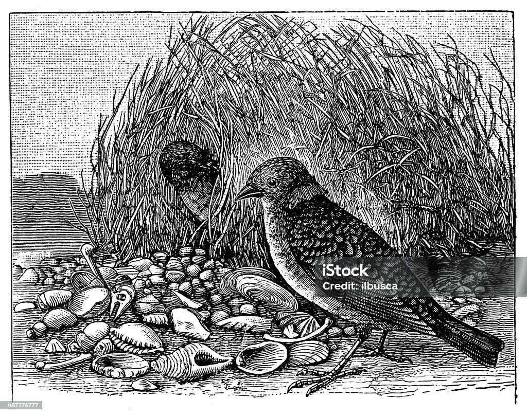 Antique illustration of Spotted Bowerbird (Chlamydera maculata) Bowerbird stock illustration