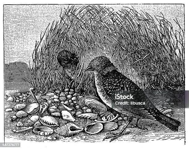 Antique Illustration Of Spotted Bowerbird Stock Illustration - Download Image Now