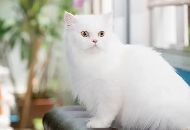 Cute white Persian Cat sit on sofa.