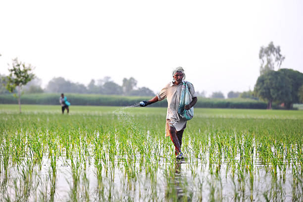 rolnik produkty do smarowania nawozy w dziedzinie ryżu niełuskanego roślin - urea zdjęcia i obrazy z banku zdjęć