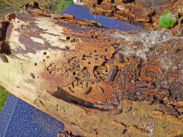 istock woodlouse on rotten wood 487278078