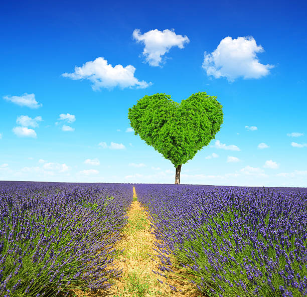 istock Lavender field with tree in the shape of heart 487288382