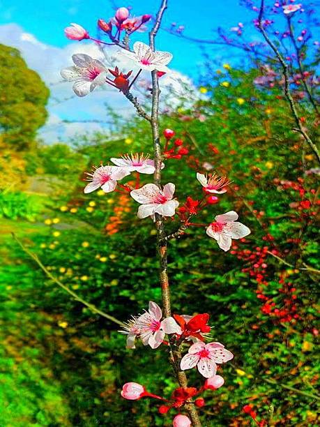 Beautiful Flower Spring Bello - Free photo on Pixabay