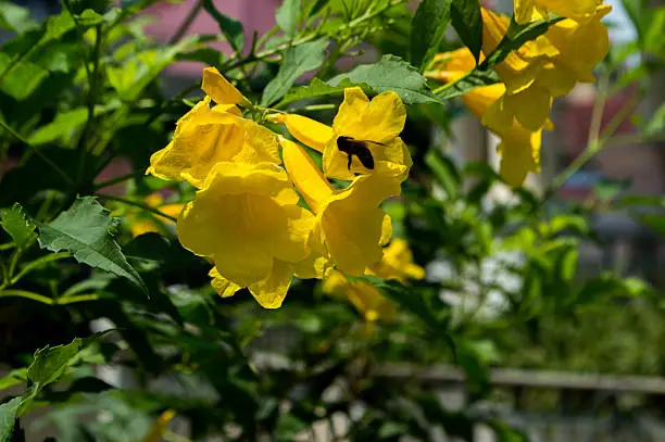 Yellow flowers with bee swarming When looking for nectar