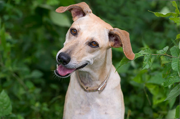 istock Curious Dog Outdoors 487294664