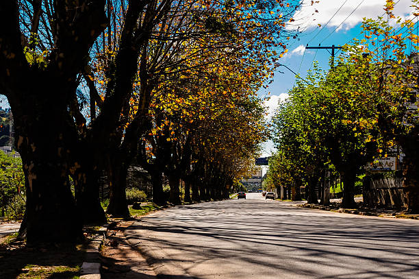 istock Platanus trees in the street 487294665