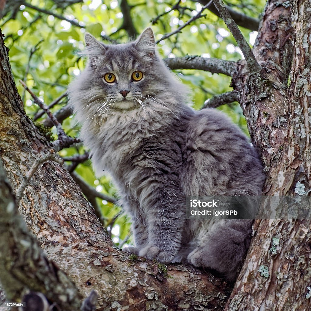 Kitten on tree Cute fluffy grey kitten with yellow eyes 2015 Stock Photo
