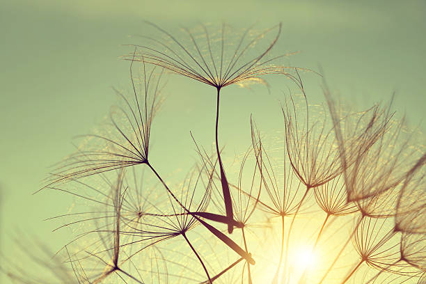 istock Dandelion flower at sunset. 487294952