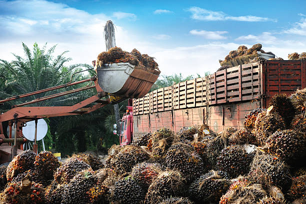 peluang bisnis kelapa sawit di indonesia
