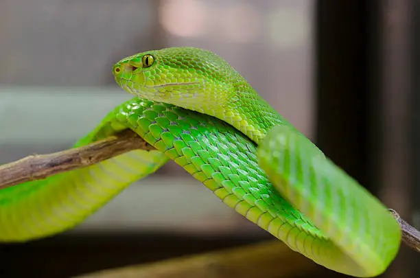 Photo of Green pit viper