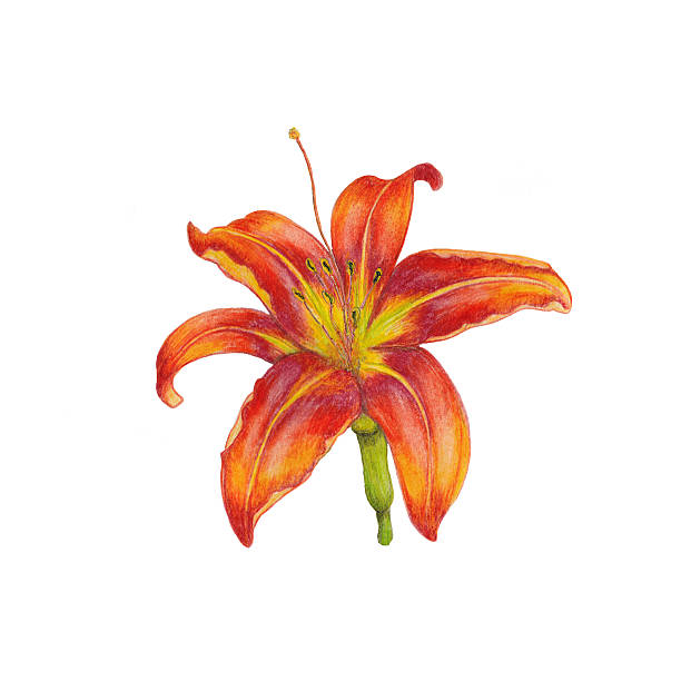 lily - orchid red flower head white background stock-grafiken, -clipart, -cartoons und -symbole