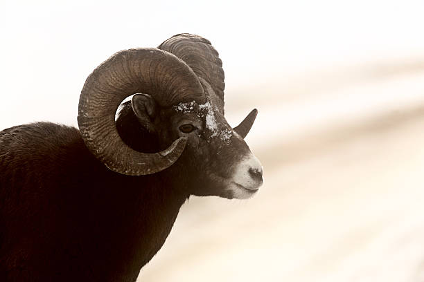 istock Bighorn Sheep in winter 487296411
