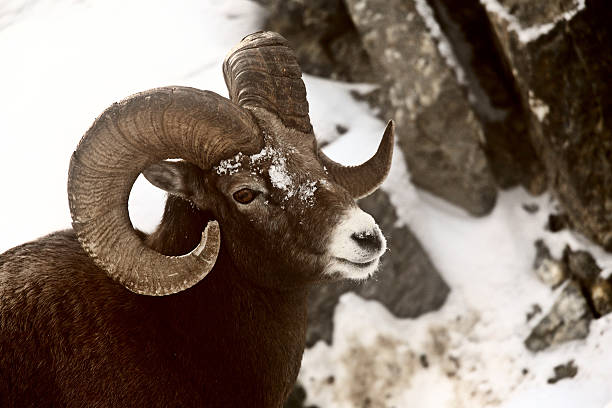 istock Bighorn Sheep in winter 487296413