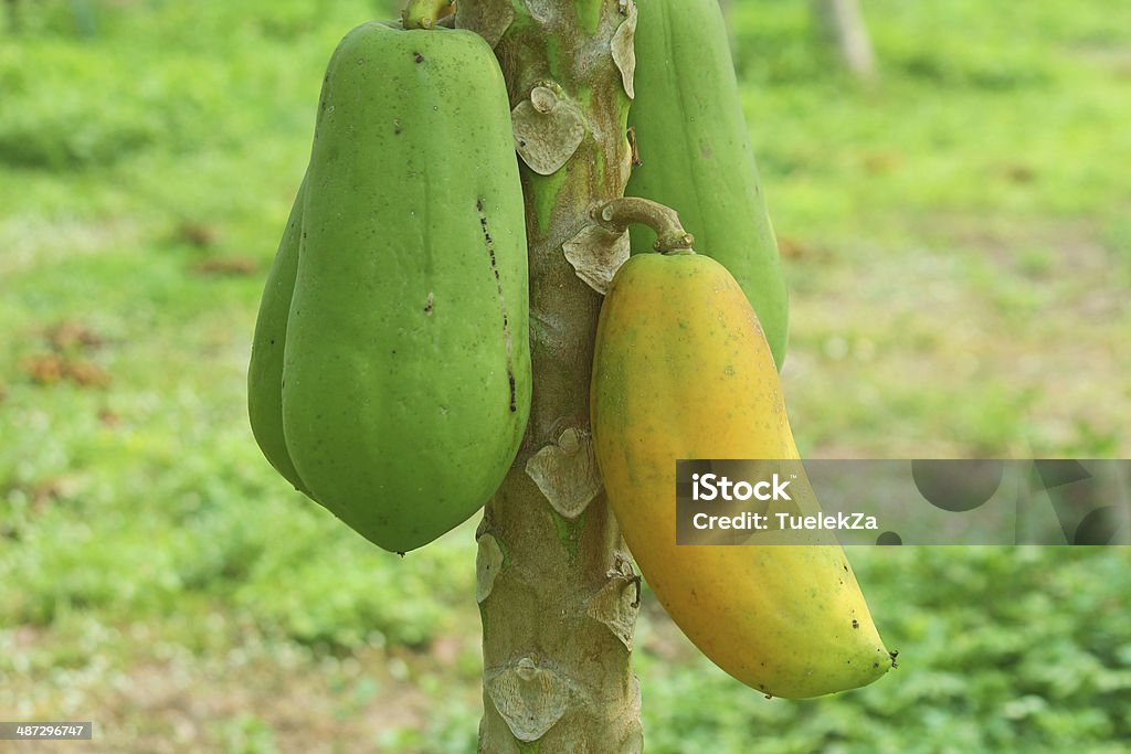 papaya - Lizenzfrei Agrarbetrieb Stock-Foto