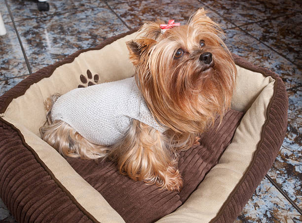 istock Yorkshire dog recovering after surgery 487297023