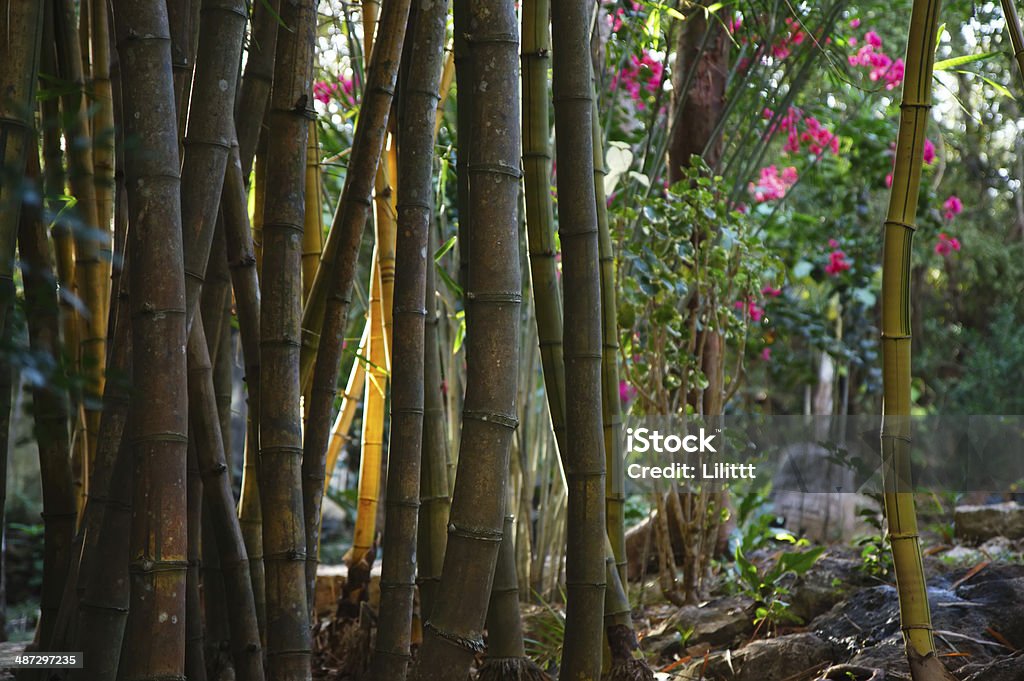 Зеленый стебель Бамбуковый лес лес цветы - Стоковые фото Без людей роялти-фри