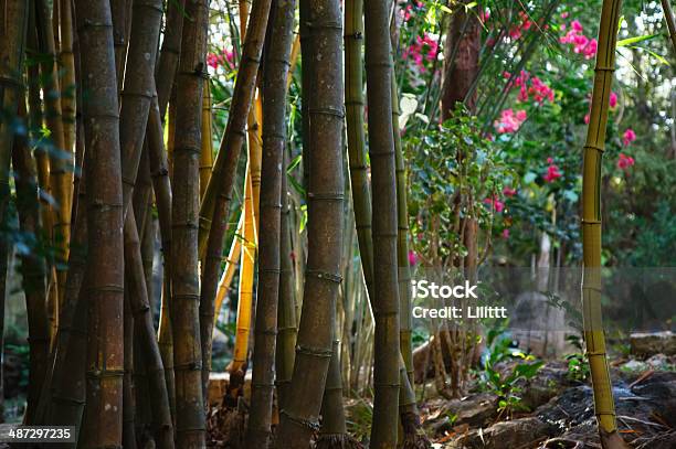 Зеленый Стебель Бамбуковый Лес Лес Цветы — стоковые фотографии и другие картинки Без людей - Без людей, Биология, Ботаника