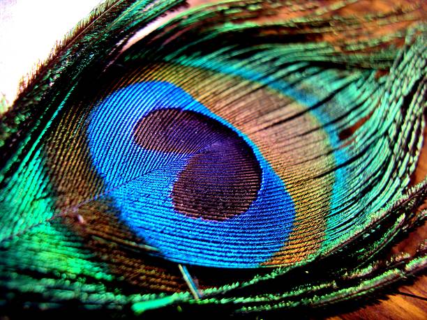 Peacock Feather Stock Photo - Download Image Now - 2015, Artificial, Bird -  iStock