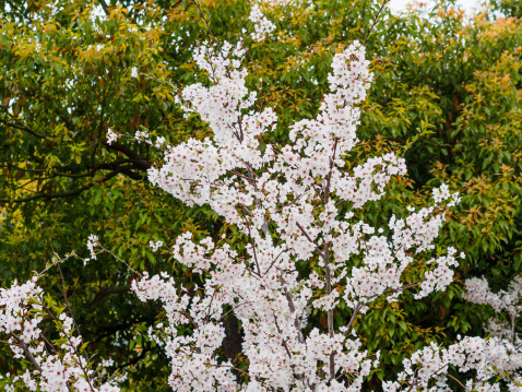 Spring flowers series, beautiful Cherry blossom , pink sakura flowers