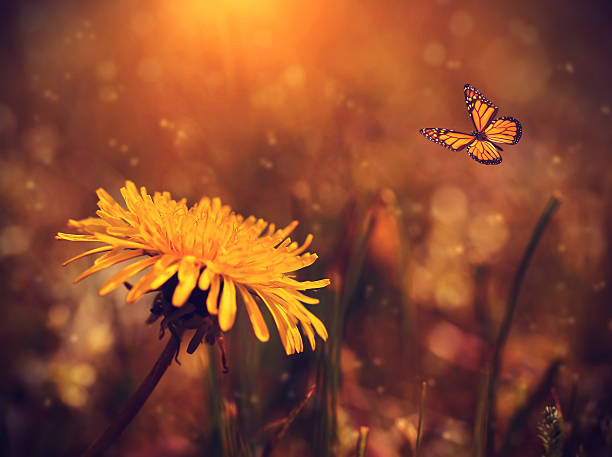 istock Dandelion and butterfly in the field at sunset 487297671