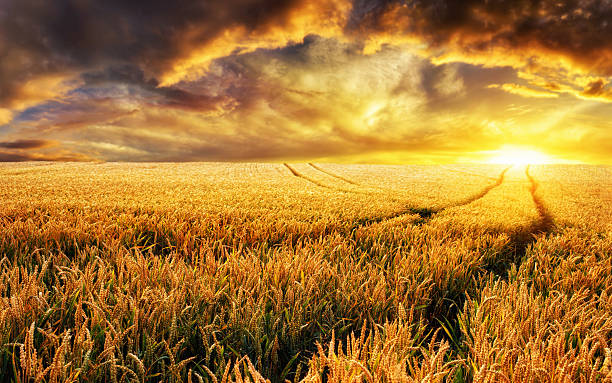 istock Field at sunset, focus on foreground plants 487297840
