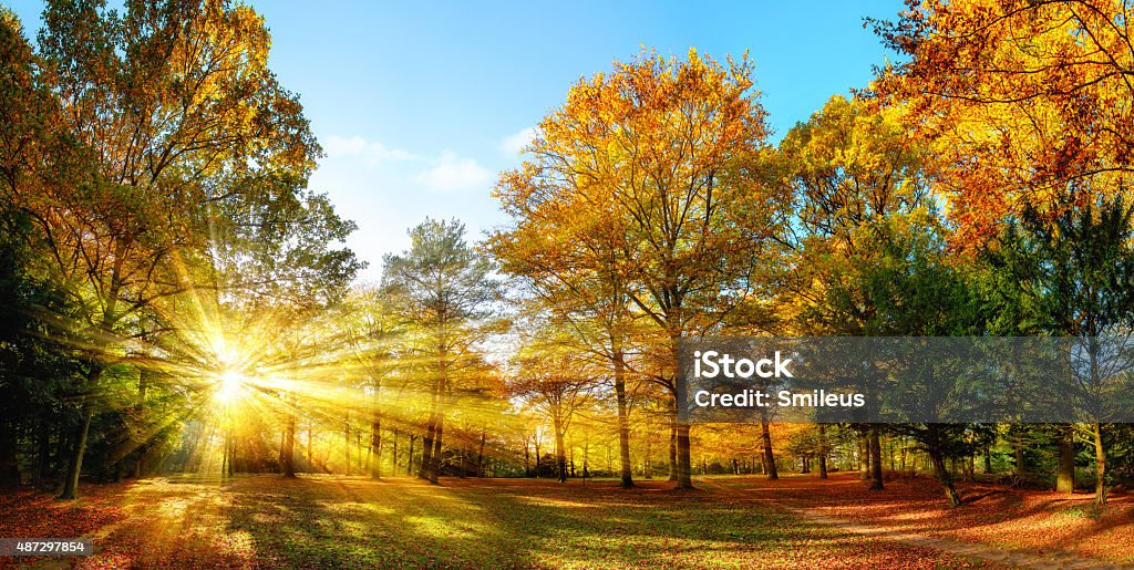 Sunny autumn scenery in an idyllic park Scenic autumn panorama with the sun shining through the gold foliage and illumining the forest landscape Autumn Stock Photo