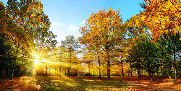 Sunny autumn scenery in an idyllic park Scenic autumn panorama with the sun shining through the gold foliage and illumining the forest landscape panorama park stock pictures, royalty-free photos & images