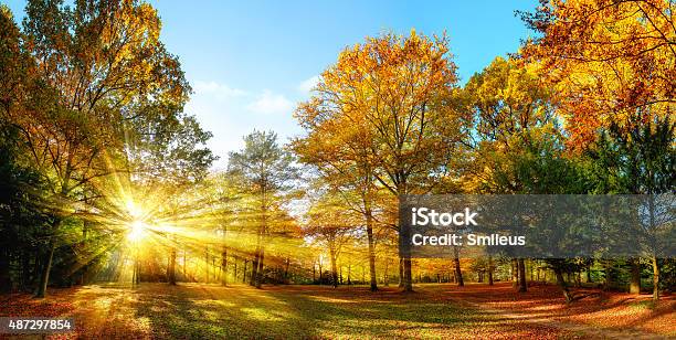 Sunny Autumn Scenery In An Idyllic Park Stock Photo - Download Image Now - Autumn, Landscape - Scenery, Tree