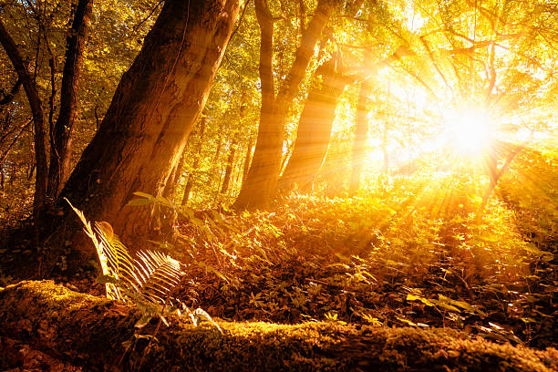 istock Sunny autumn scenery in the forest 487297858